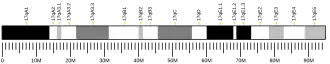 Chromosome 17 (souris)