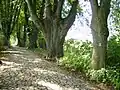 Chemin de Klokoty bordé d'une allée de tilleuls remarquables