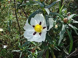 Description de l'image Cistus ladanifer in Almada.jpg.