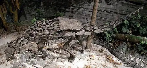 Squelette de Gargoyleosaurus.