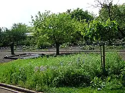 Plantes messicoles