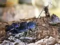 Callidium violaceum (Linnaeus, 1758)
