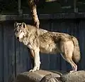 Un loup de Mackenzie.