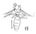 femelle éch R716.