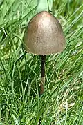 P. papilionaceus var. papilionaceus