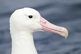 Photographie de la tête d'un oiseau.