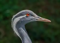 Photographie d'une tête de Grue