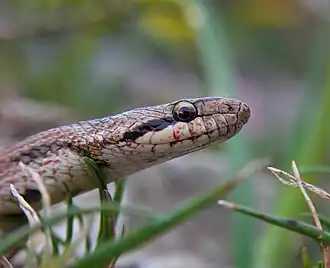 Tête de coronelle girondine (nord de l'Espagne)