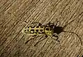 Saperda scalaris (Linnaeus, 1758)