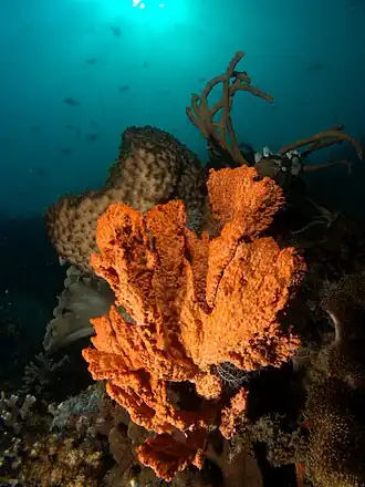 Description de l'image Clathria tuberosa (Sponge).jpg.