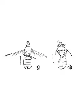 Formica alsatica éch R565 & R591 p. 215 pl. XV.