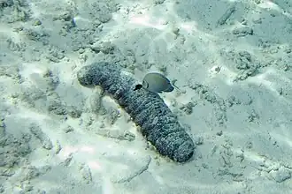 Holothuria mexicana.