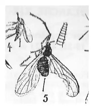 Description de l'image Bibio nigripennis N. Théobald 1937 holtype éch II Inst. Géol. Marseille x3 p. 286 pl XX Insectes de Camoins-les-Bains.jpg.