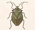 Chlorocoris (Monochrocerus) rufispinus (lithogravure, entre 1880 et 1983)