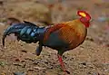 Coq de Lafayette (Gallus lafayetti)