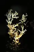 Une aragonite coralloïde.