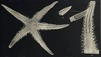 Acontiaster bandanus (iconotype)