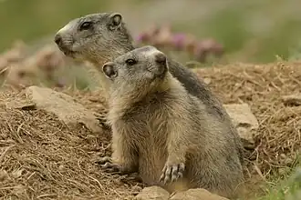 Vue de profil de deux marmottes.