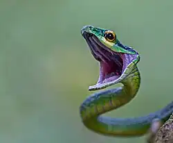 Gros plan du Leptophis ahaetulla. Cette espèce peut atteindre 150 cm. Il se nourrit[2] d'amphibiens, de lézards arboricoles, d'oiseaux, mais également d'autres serpents y compris ceux de sa propre espèce (cannibalisme).