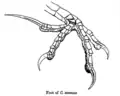 Serre de Centropus.