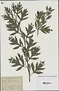 Feuilles pennatiséquées.