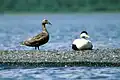 Eider