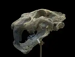 Homotherium crenatidiens crenatidens fabrini.