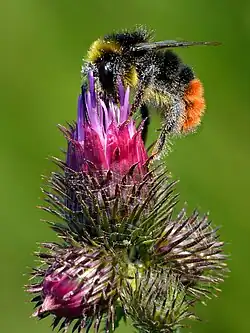 Pollinisation par un bourdon des pierres (Bombus lapidarius).