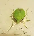 Chlorocoris (Chlorocoris) distinctus (Oaxaca, Mexique)