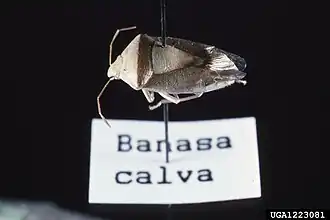 Banasa calva