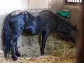 Nordfjior, étalon de pure race Asturcón offert au Haras national d'Hennebont par la délégation asturienne du Festival interceltique de Lorient 2013.