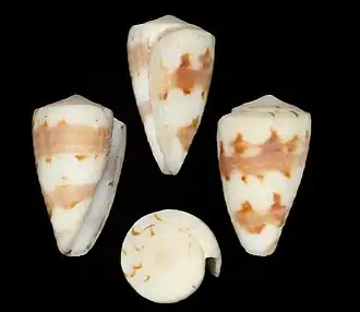 Description de l'image Conus kirkandersi 001.jpg.