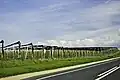 Vignes en hautains.