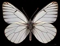 Aporia crataegi transitoria ♂