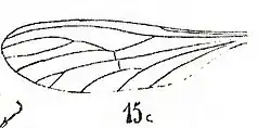 Aile de Dixa hyalipennis N. THEOBALD 1937 Stampien d'Aix-en-Provence.