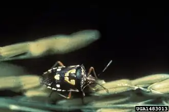 Oebalus ornatus