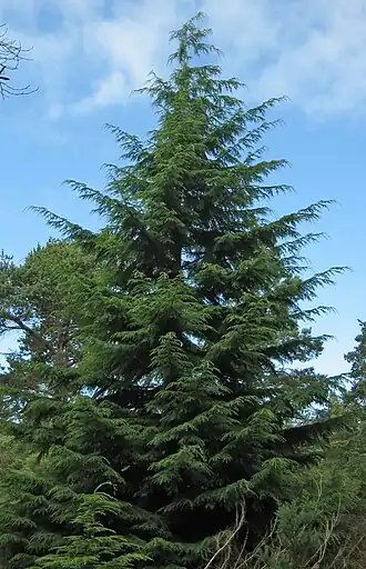 Description de l'image Tsuga heterophylla1.jpg.