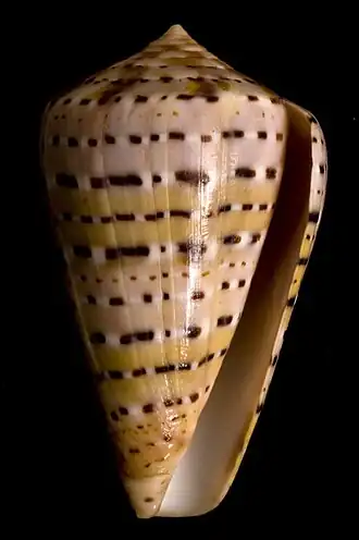 Description de l'image Conus genuanus1.jpg.