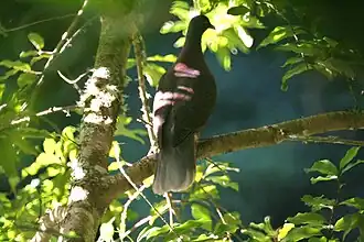 Pigeon des lauriers, espèce sympatrique également endémique des îles Canaries.