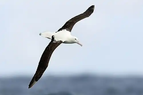 Photographie d'un oiseau en vol.