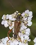 Stenopterus rufus (Linnaeus, 1767)