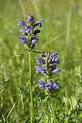 Dracocephalum
