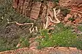 West Rim Trail.