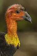 Tête d'un individu femelle.