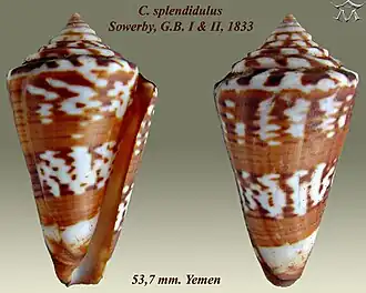 Description de l'image Conus splendidulus 1.jpg.