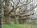 La forêt de Charnie : les châtaigniers du Tertre Ganne.