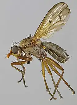 Tetanocera ferruginea.
