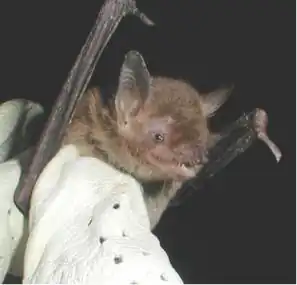 Description de l'image Cave Myotis.jpg.