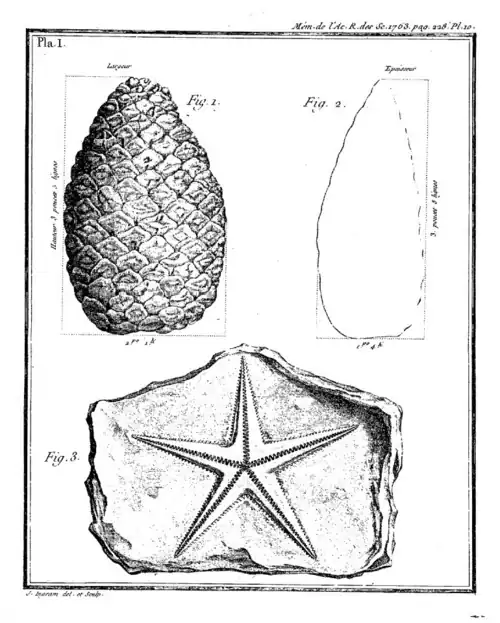 Fossile d'étoile de mer du château d'Agey[25] (fig. 3) et pomme de pin fossile du cabinet de Karl Ehrenbert von Moll&nbsp;(en) à Vienne (fig. 1 et 2)[26].