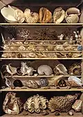 Choix de coquillages, 125x90cm Musée du Louvre